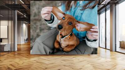 A dachshund puppy is red in the field in the spring. A dachshund with different eyes. Heterochromia in dogs. Wall mural