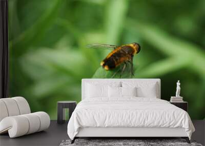 bee fly on green flower  Wall mural