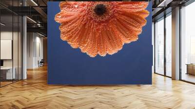 Beautiful flower Gerbera orange coated air bubbles on a blue bac Wall mural