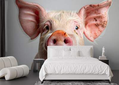 Close up of a pig's face isolated on white Wall mural