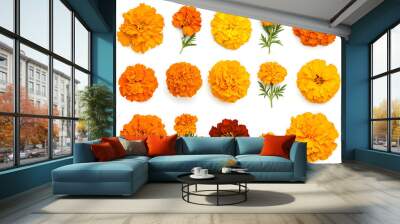 Collection marigolds flowers isolated on a white background Wall mural