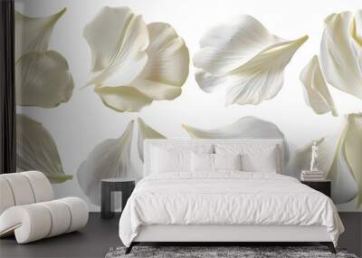 Collection of white flower petals isolated on a white background Wall mural