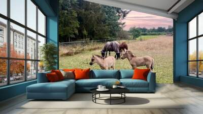 foals and horses in the field countryside Wall mural