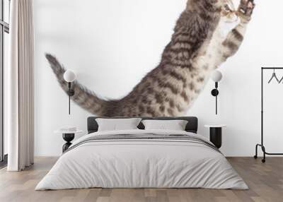 Flying or jumping cat kitten isolated on white Wall mural