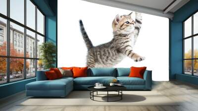 funny playful baby Scottish british kitten isolated on white bac Wall mural