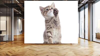 playful Scottish Straight kitten sitting isolated on white background Wall mural