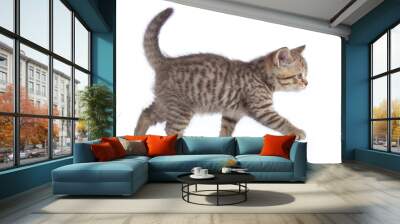 scottish cat kitten walking isolated on white background Wall mural