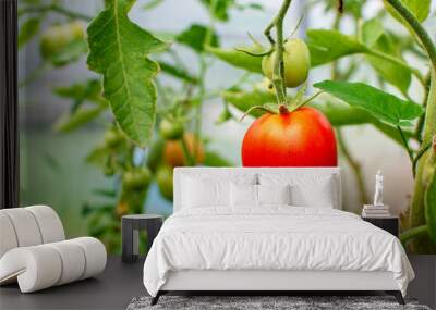 Beautiful ripe natural tomatoes growing on a branch in a greenhouse. Wall mural