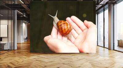 Large grape snail strip on the small hand of a child. Selective focus. Wall mural