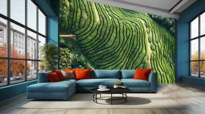 Tea plantations in China Aerial shot Wall mural