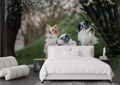 three trained Border Collie dogs are sitting in nature under a flowering tree Wall mural