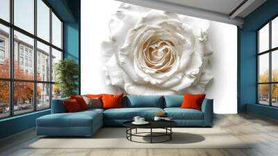 White rose flower top view isolated on white background Wall mural