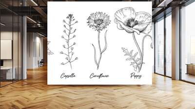 Wild flowers herbs names collection - Capsella, Chamomile, 
Poppy, Anemone, Cornflower. 
Hand drawn botanical illustration isolated black outline. Wall mural