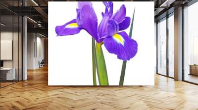 Purple iris flower with leaves isolated on a white background. Square photo. Wall mural