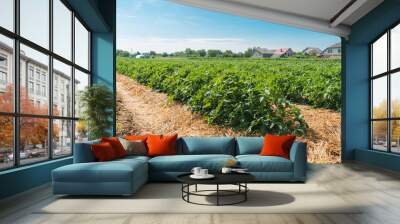 Agricultural field with planted rows of tomatoes Wall mural