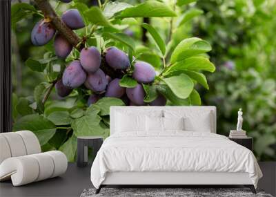 Fresh ripe blue plums on the branch in orchard, local farming Wall mural