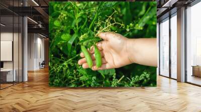 Fresh pods of green peas in child's hands in the garden. Harvesting peas. Wall mural