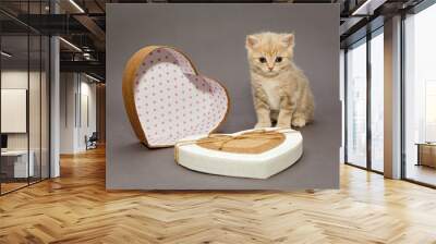 Little kitten  and gift box Wall mural