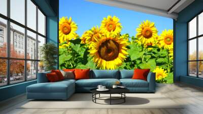 Sun flowers Wall mural