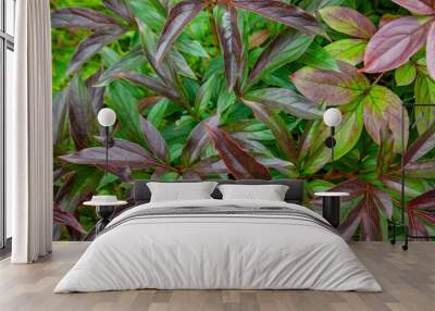 Autumn floral background of bright leaves of a free-growing garden peony. Wall mural