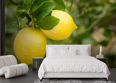 Ripe lemons Wall mural