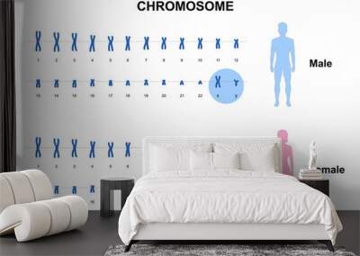 Autosome and sex chromosome, Normal human karyotype, Men and Women. vector esp10 Wall mural