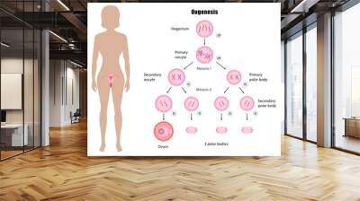 female reproductive system and oogenesis vector esp10 Wall mural