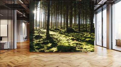 Backlit mossy forest Wall mural