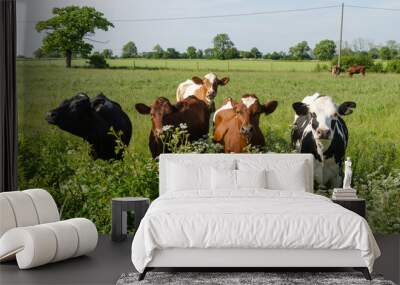 Curious cattle in lush greenery Wall mural