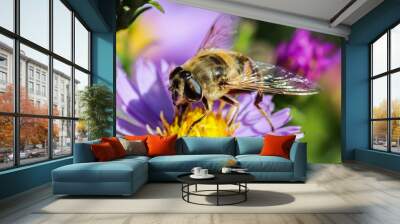 Worker bee on Sapphire Mist aster flowers in autumn garden Wall mural