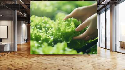 Fresh Green Lettuce Harvesting in Natural Light. Hands gently harvest fresh green lettuce, showcasing vibrant color and organic growth in a garden setting. Perfect for healthy living themes. Wall mural