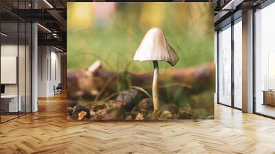 A forest brown mushroom in a natural background . High quality photo Wall mural