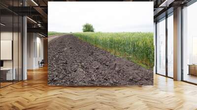 A large green field of cereal wheat is heading under a bright sky. Wall mural