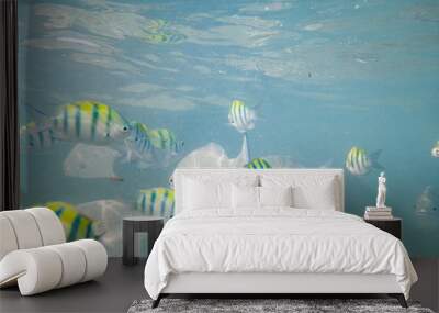 Beautiful colored fish swim underwater in the Indian Ocean among the stones. Wall mural