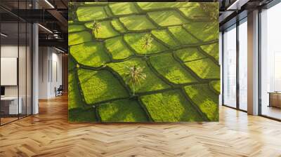 Rice terraces hill in Ubud at sunrise, Bali Indonesia. Beautiful sun light and rays on field Wall mural