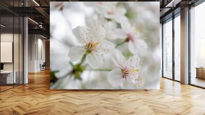 Cherry tree with flowers 2 Wall mural