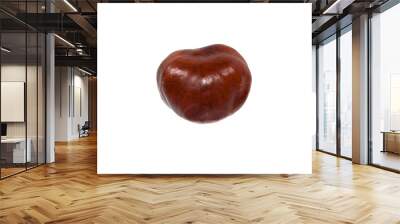 chestnut isolated on white background Wall mural