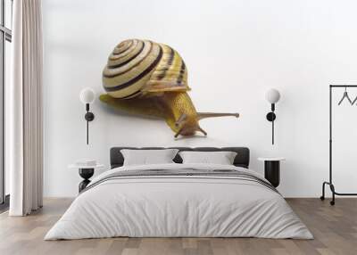 closeup striped snail isolated on white background Wall mural