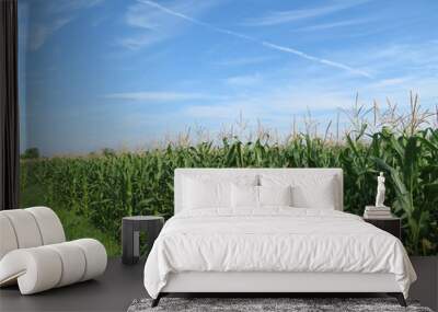 Corn field in summer on background of blue sky and white clouds. Young corn stalks with cobs, green plants, agricultural industry Wall mural