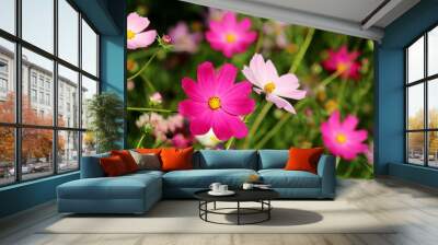 Cosmea flowers in summer garden, colorful floral background Wall mural