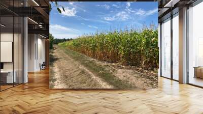 Field of ripe corn bushes on the field Wall mural