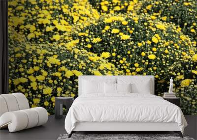 Field of yellow chrysanthemums, flowers in sunny day. Magical floral background, beautiful pattern, symbol of autumn Wall mural