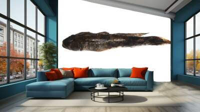 fish isolated on white background Wall mural