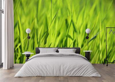 Green grass in sunlight, blurred background. Fresh spring nature, sunny meadow Wall mural