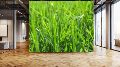 Green grass texture background. Fresh spring grass	 Wall mural