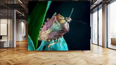 Carpocoris purpureipennis - close-up of a bug on a green plant, southern Ukraine Wall mural