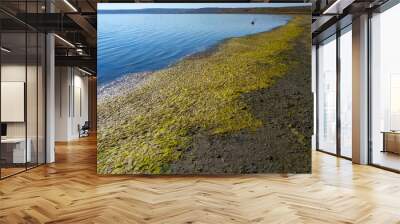 Drying shallow pond and green algae rotting on the shore, Tiligul estuary Wall mural