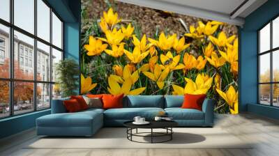 Honey bees collect nectar and pollen on yellow crocuses in early spring Wall mural