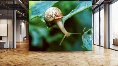 Monacha cartusiana - a mollusk crawls on green leaves in a garden Wall mural