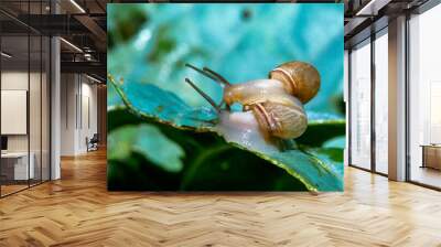 Monacha cartusiana - a mollusk crawls on green leaves in a garden Wall mural